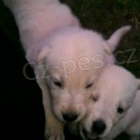 Prod�m �t���tka b�l�ho �v�carsk�ho ov��ka