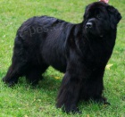 �t���tka novofundlandsk�ho psa