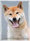 Shiba inu-zad�m �t�nata