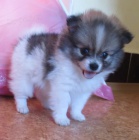 N�meck� �pic trpasli��