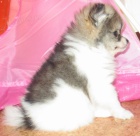 N�meck� �pic trpasli��