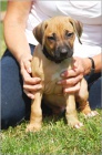 Rhodesian Ridgeback / Rhod�sk�
