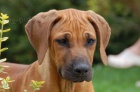 Rhodesian Ridgeback / Rhod�sk�
