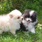 trpasli�� �pic pomeranian