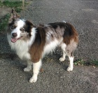 Border kolie bez PP - kryt�