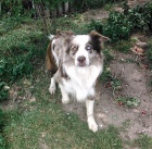 Border kolie bez PP - kryt�