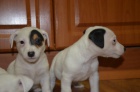 �t���tka jack russell terier
