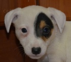 �t���tka jack russell terier