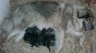 arplaninsk pasteveck pes, tata s PP