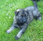 Fenku n�meck�ho ov��ka prod�m