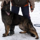 Fenku n�meck�ho ov��ka prod�m