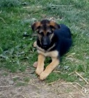 N�meck� ov��k s PP