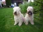 tata - Irish Soft Coated Wheaten Terrier