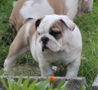 Anglick� Buldok-�t���tka