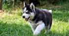 Sibi�sk� husky �t��ata.