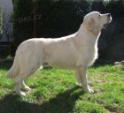 �t���tka-zlat� retriver