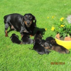 Prod�m n�dhern� �t���tka jezev��k�