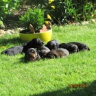 Prod�m n�dhern� �t���tka jezev��k�