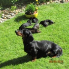 Prod�m n�dhern� �t���tka jezev��k�