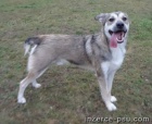 REX - Sibi�sk� husky x - pes