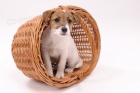 Jack Russell teri�r