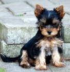 �t��ata jork��rsk�ho teri�ra