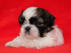Shih-tzu, �i-tzu �t���tka s PP