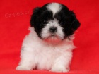 Shih-tzu, �i-tzu �t���tka s PP