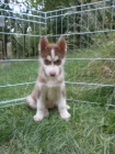 Sibi�sk� husky bez PP