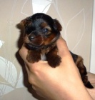 Jork��rsk� teri�r s PP (yorkshire terrier) � voln� fene�ka.