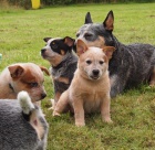 Australsk� hon�ck� pes s PP