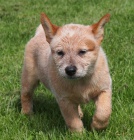 Australsk� hon�ck� pes s PP