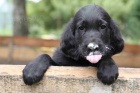 tn Flat Coated Retriever/Retrvr