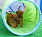 Rhod�sk� ridgeback - vymazlen� �t���tka s PP