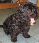 AMOS, x Havansk� ps�k