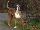 kryc� pes - n�meck� boxer