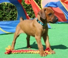Rhod�sk� ridgeback - �t���tka s PP