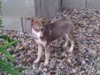 Sibi�sk� Husky bez PP, 2 fenky