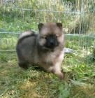 N�meck� �pic mal� a st�edn� s PP