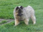 N�meck� �pic vl�� / Keeshond