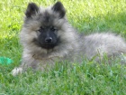 N�meck� �pic vl�� / Keeshond