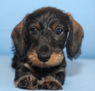 Jezev��k drsnosrst� trpasli�� �t���