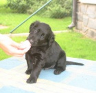 tata flat coated retrievera