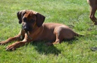 Rhod�sk� Ridgeback s PP
