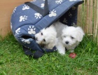 �t��ata Coton de Tulear