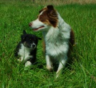 Australsk� ov��k s PP