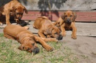 Rhod�sk� ridgeback - �t��ata s PP