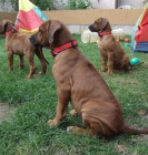 Rhod�sk� ridgeback - �t��ata s PP