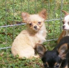 �ivava dlouhosrst�  s PP - pejsci