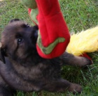 �t��ata N�meck�ch ov��k�